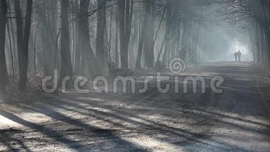 波兰森林中浓雾中的道路和阳光。